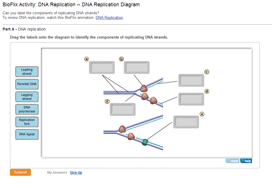 DNA: The Molecule Of Heredity Quiz - Quiz